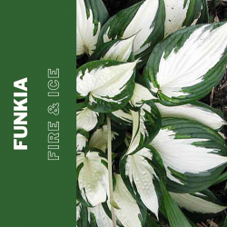 Funkia   "Fire & Ice "